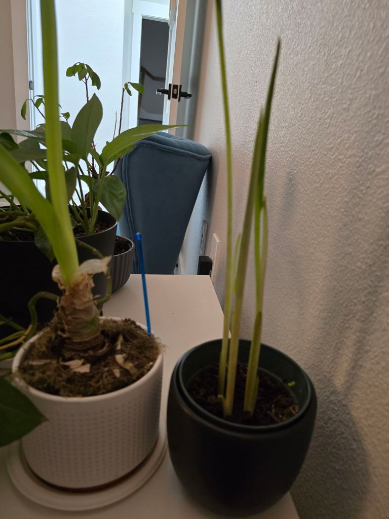 20250924_1457321164829090190208985