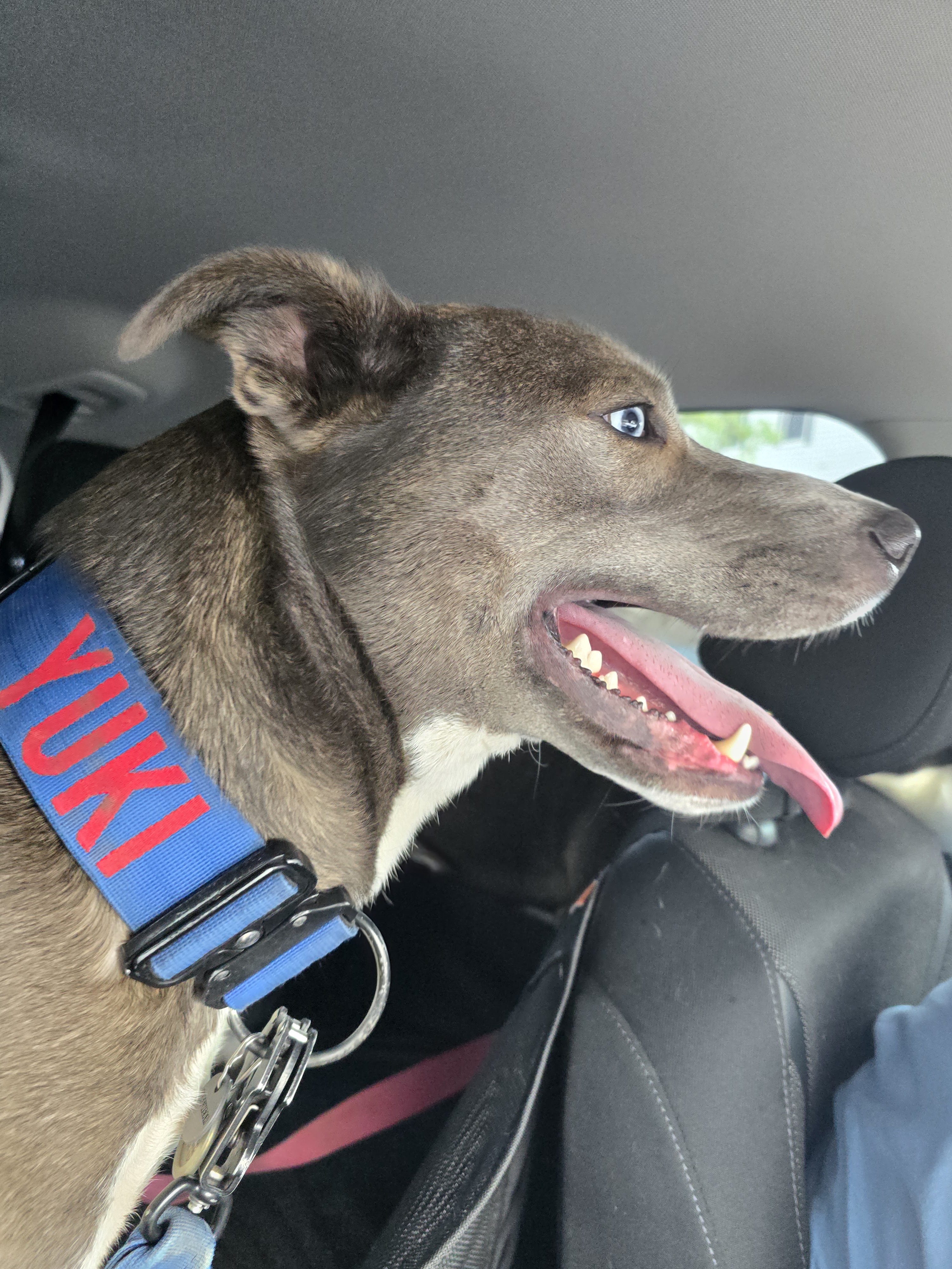 Daily Prompt: Share a Photo of Your Pet and Tell One Unique Thing About Them